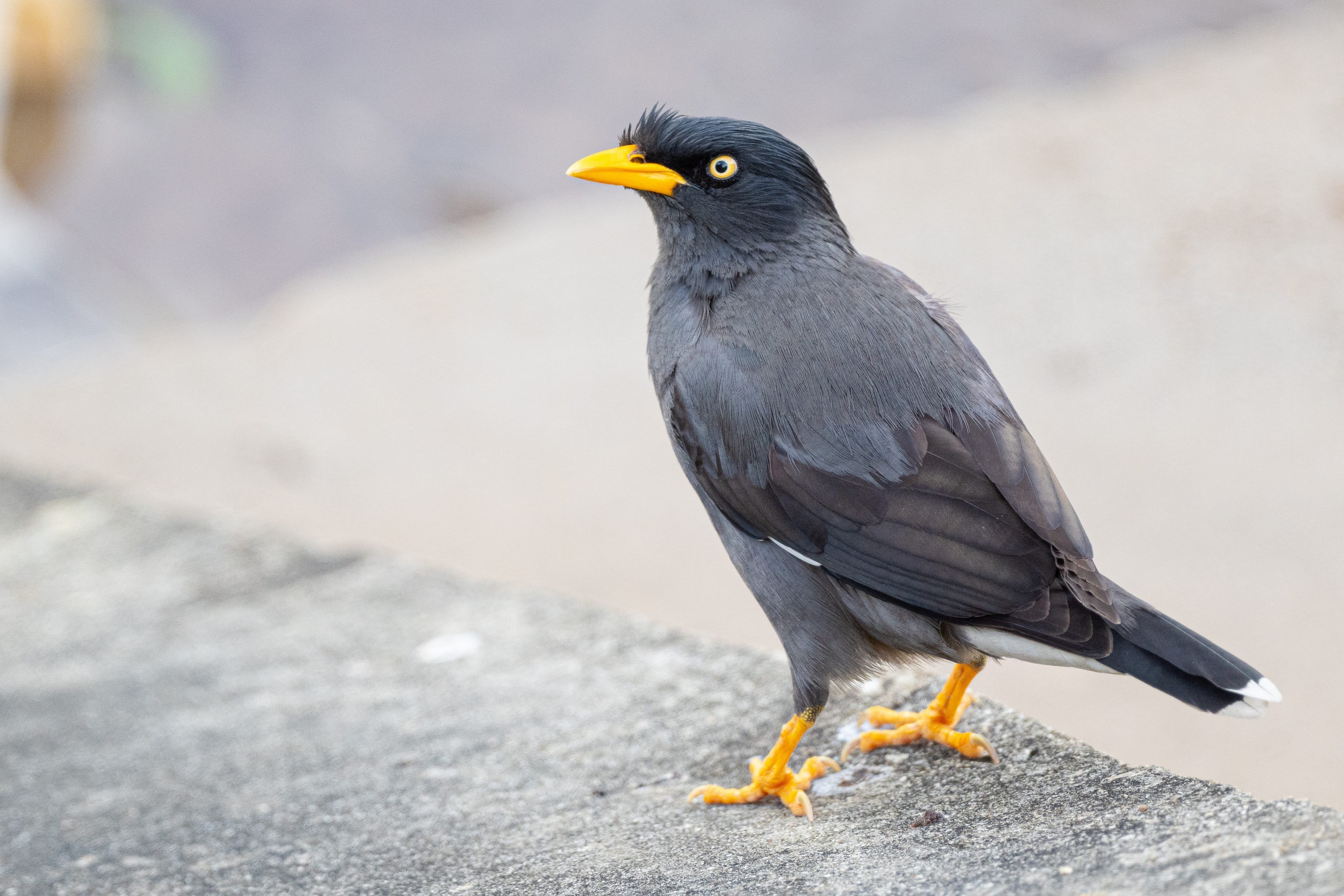 A photograph of a Javan myna standing on concrete
